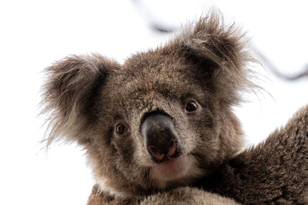 sydney melbourne touring canberra koala 7830706 1920